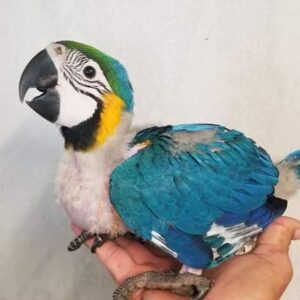 Blow and Gold macaw 3