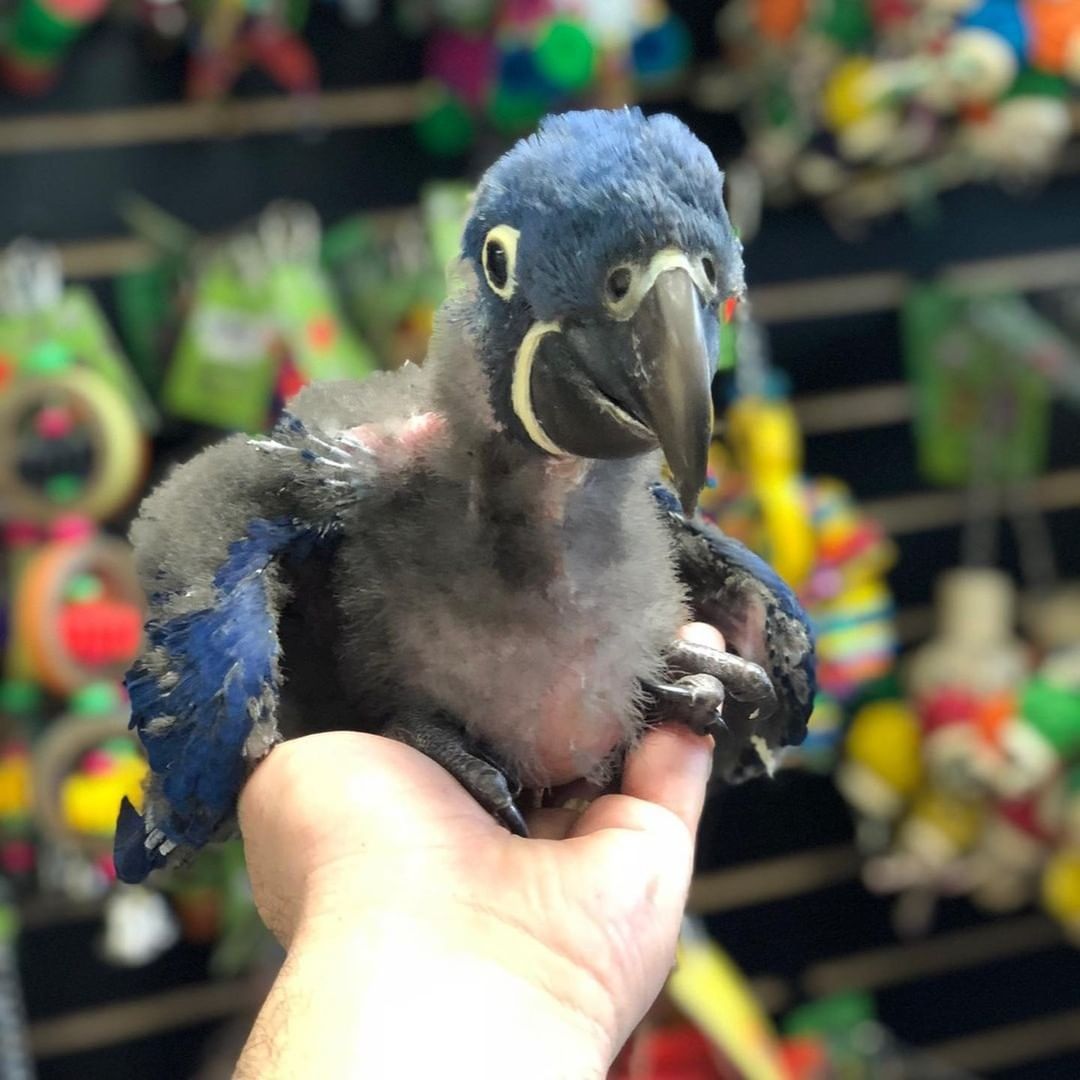 baby macaw 1